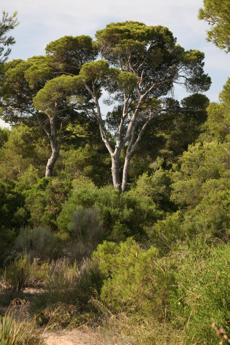 Pinus halepensis (3).JPG