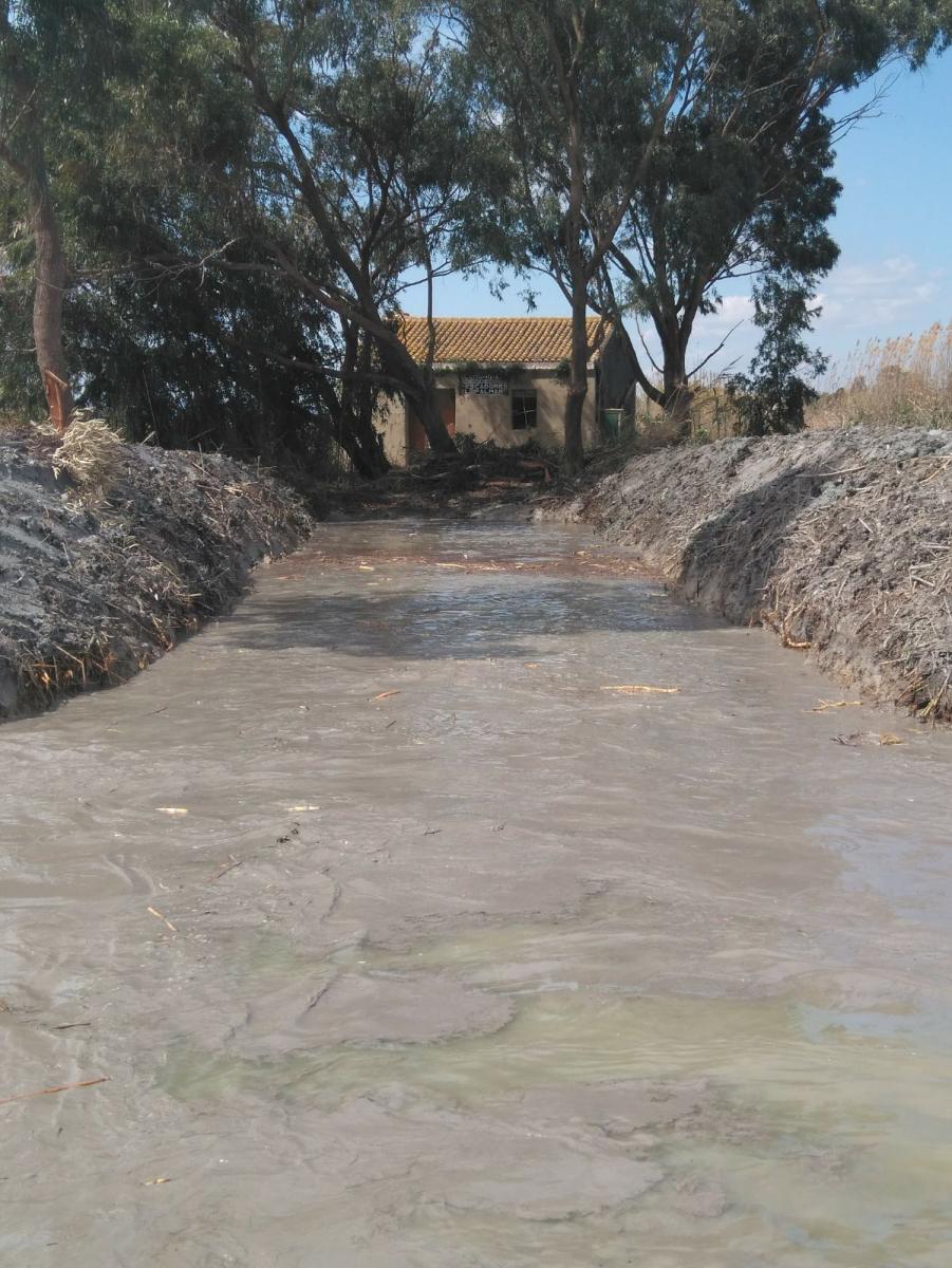 0406 Llobarro Albufera 1.jpg