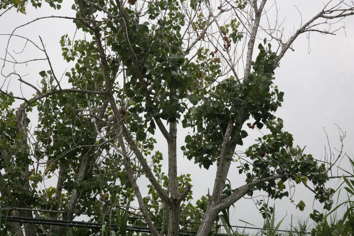 Populus nigra (1).jpg